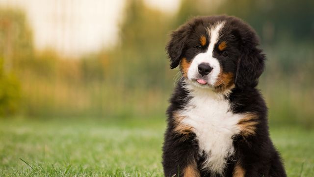 Bernese Mountain dog puppy sitting on grass