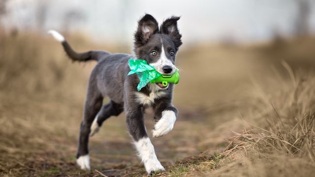Puppy carrying green dog poo bags