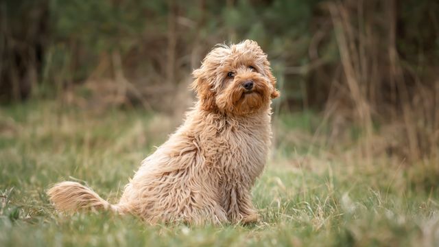 Cavoodle sitting in grass